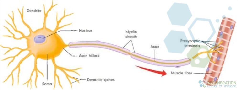 what-is-a-motor-neuron-motor-nerves-innervation