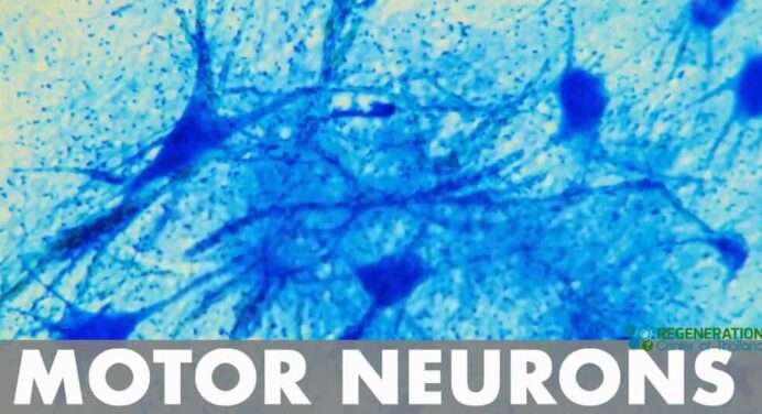 What is A Motor Neuron? Motor Nerves & Innervation