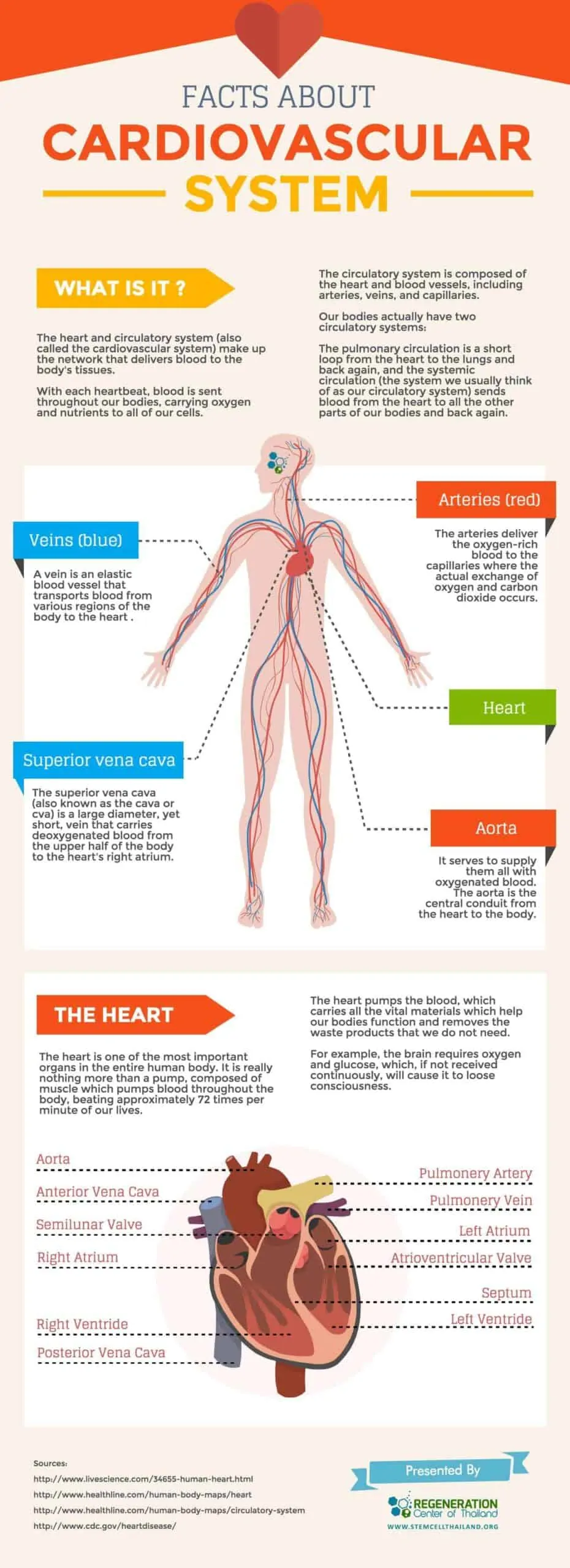 The Cardiovascular System A Heart Infographic