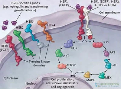 lung-cancer-stemcell-treatment-dendratic-cells