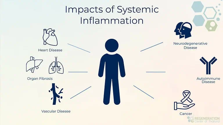 Impacts-of-systemic-inflammation