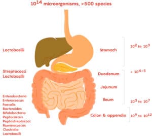 A Closer Look at Inflammation: Natures Healing Response