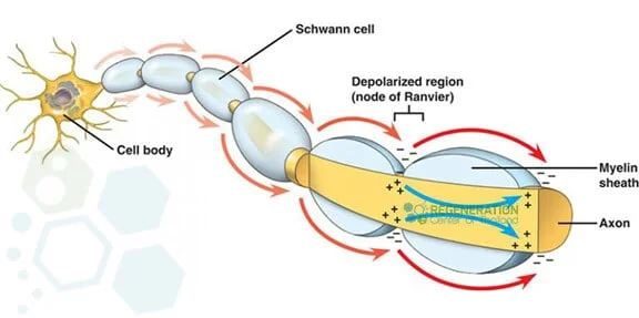 Transverse-myelitis-myelinated-nerve-fiber-conduction