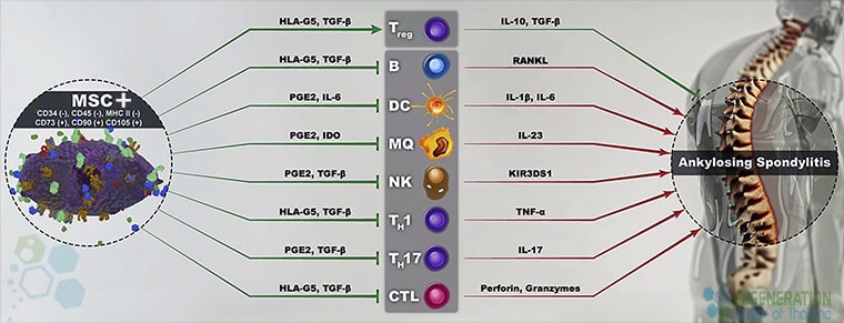 treat-Ankylosing-Spondylitis-stem-cells