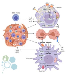 Theraputic targeting of the metabolic system to defeat Cancer