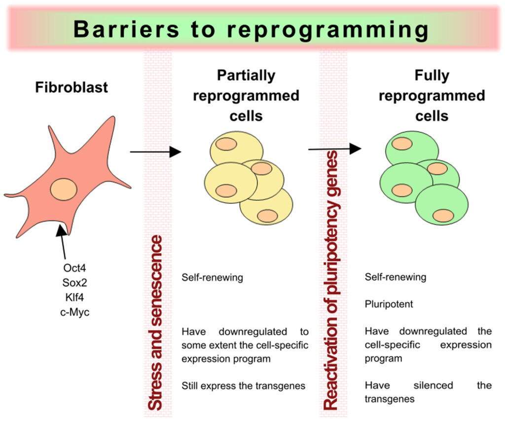 Stemcells