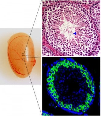 developing stem Cells