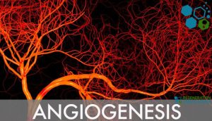 Angiogenesis-regenerationCenter