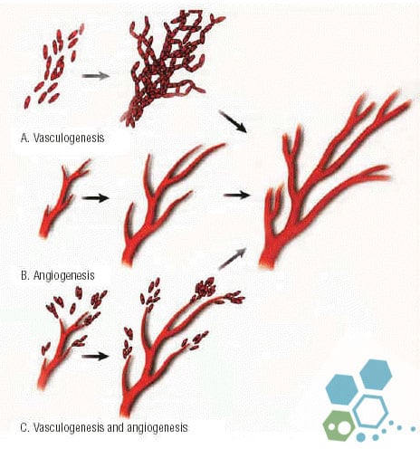 Angiogenesis-vascular-therapy