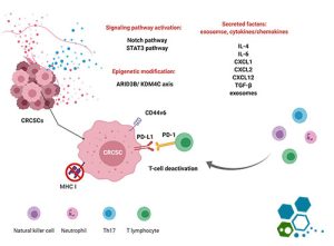 colon-cancer-immunotherapy-stem-cells