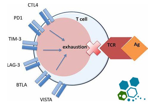 immuno-treatment-colon-cancer