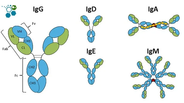 5 immunoglobulins