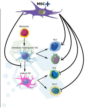 MSC-stemcells-Multiple-Sclerosis