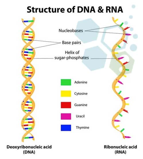 StructureOfMrna