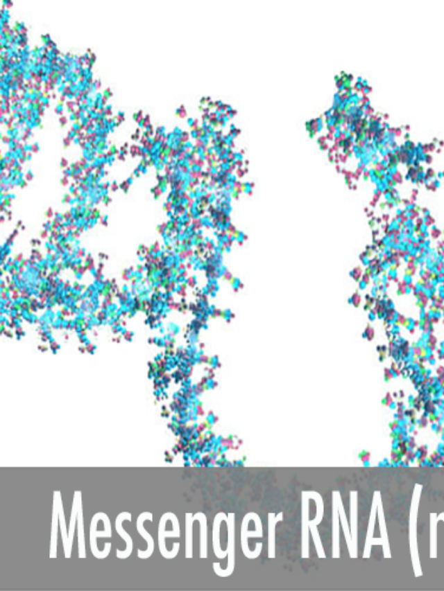 The Bright Future of mRNA & mRNA-based medicine