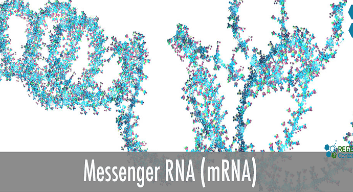 mRNA-Therapy-Regeneration