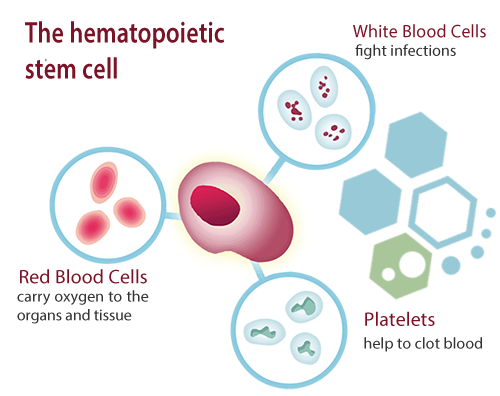 hematopoietic stem cells-regen-center