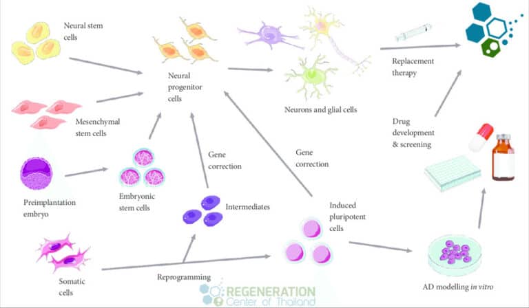 Unlocking The Potential Of Peripheral Blood Stem Cells