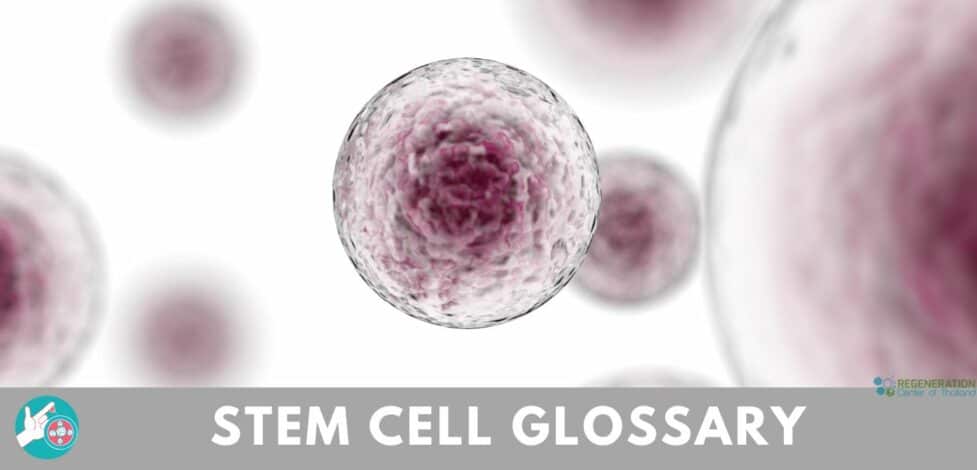 Stem Cell Glossary & Regeneative Medical Terms