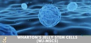 Wharton’s Jelly Mesenchymal Stem Cells (WJ-MSCs)
