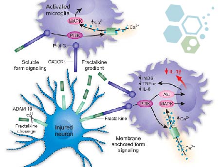 Implications-of-fractalkine-on-glial-function-ms-patients