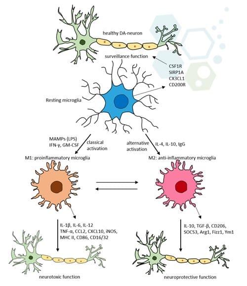 astrocyte-functions-neural-stemcells