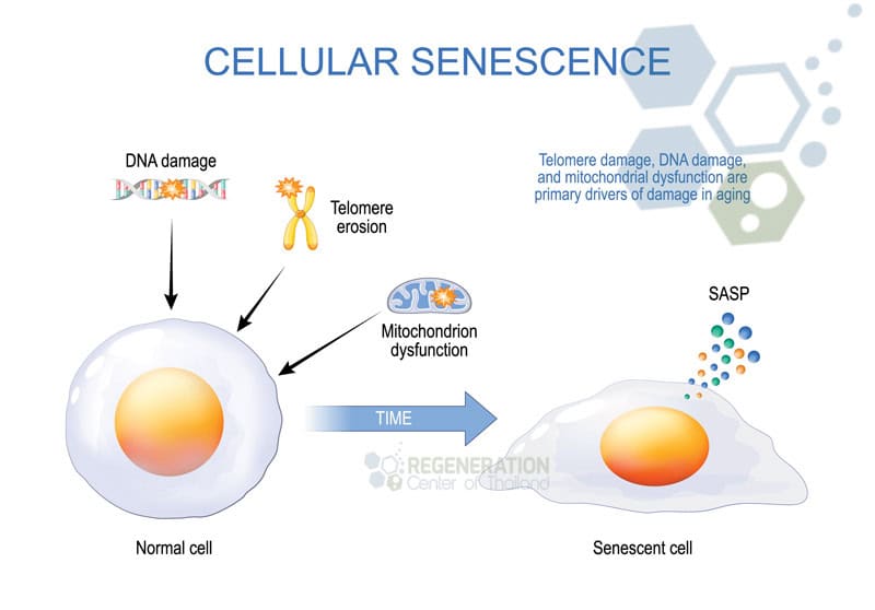 anti-aging-therapies-senescence-markers-inflammatory-factors