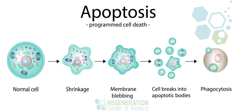 senescent-cells-zombie-aging