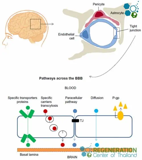 does bpc 157 cross the blood brain barrier BPC-157 Explained: Benefits, Safety & Oral vs Injectable Options main image 1
