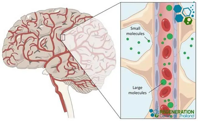 does glutathione help to conceive Strategies for delivering therapeutics across the blood–brain barrier main image 1