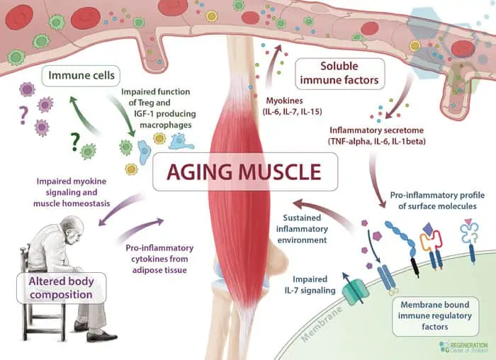 Sarcopenia-stem-cell-therapy