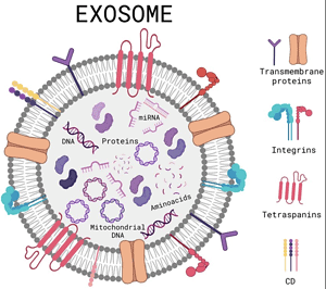 Exosomes-stem-cell-therapy