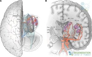 cerebral-small-vessel-disease-brain-blood-supply-anatomy