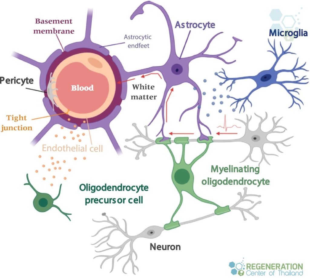 cerebral-small-vessel-disease-white-matter-blood-brain-barrier-cells