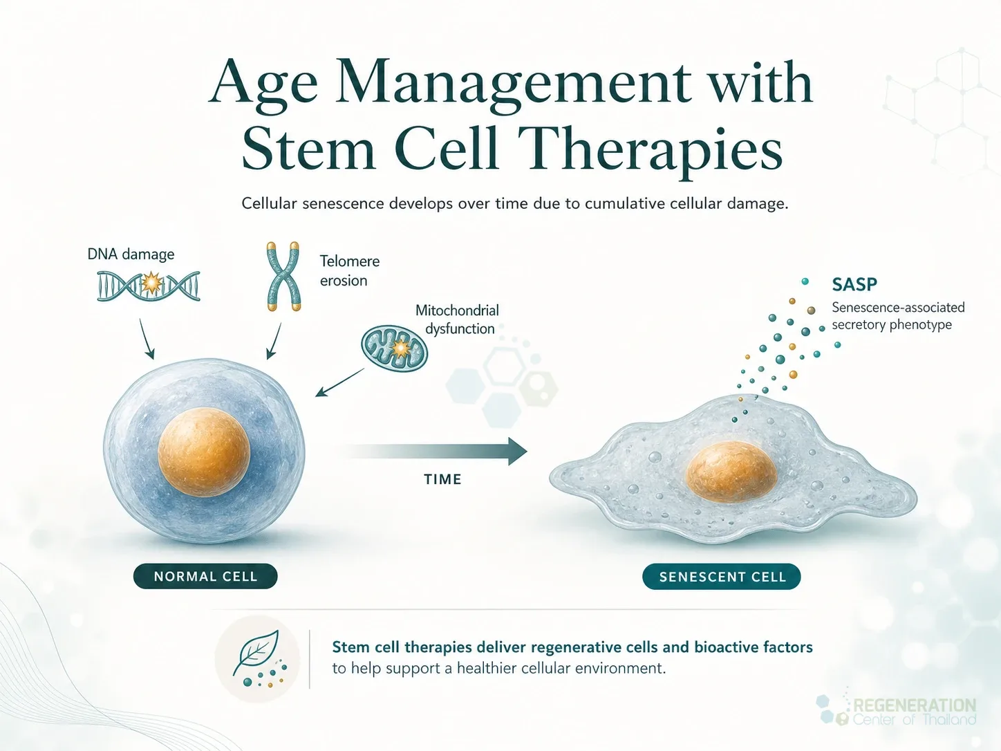 Clinical editorial image for Age Management with Stem Cell Therapies, including the section headline.