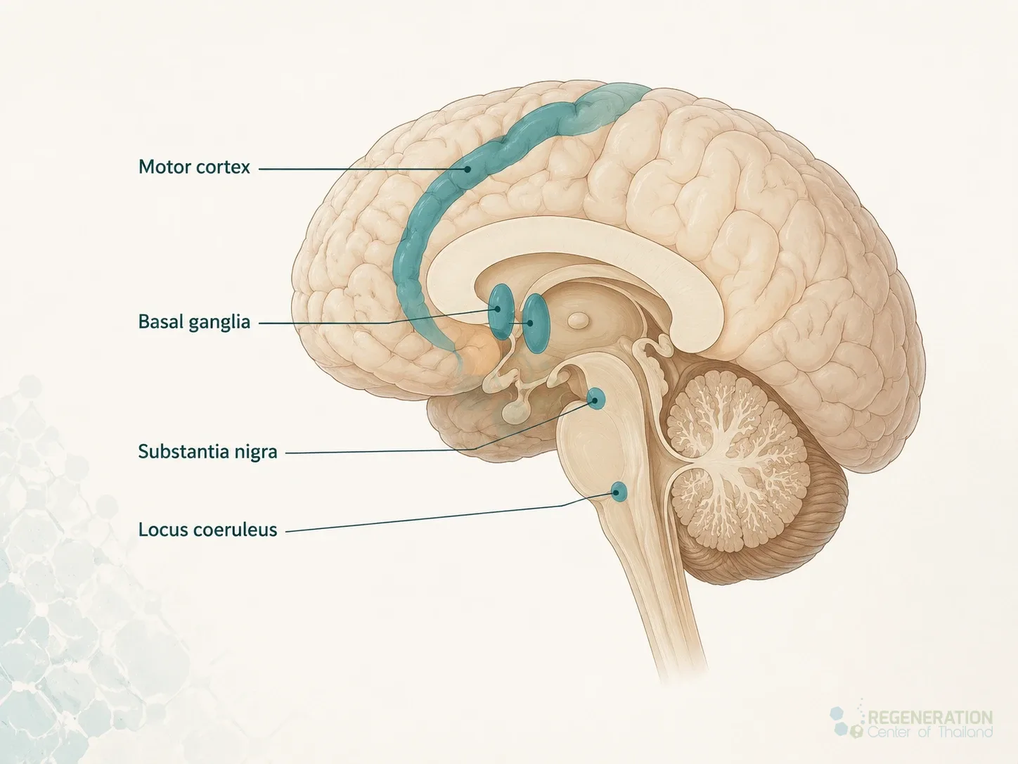 areas-affected-parkinsons