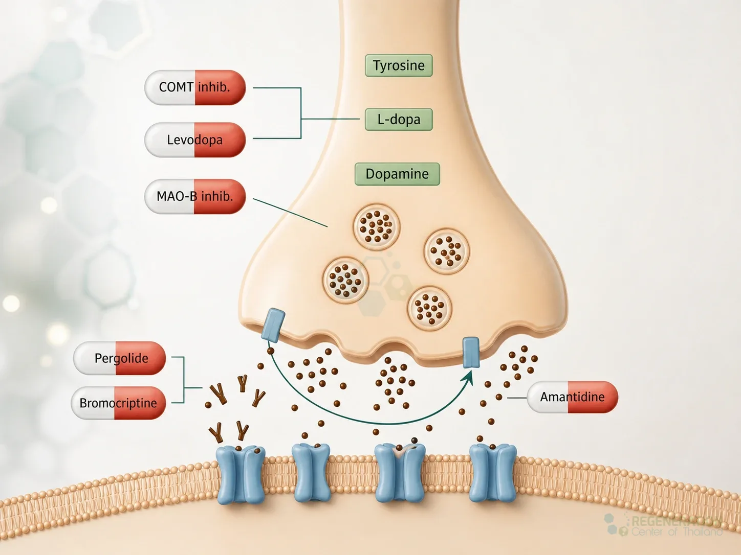 stemcell-medications-parkinsons-stem cell treatment for Neural Stem Cell Treatment for Parkinson’s Disease [PD].