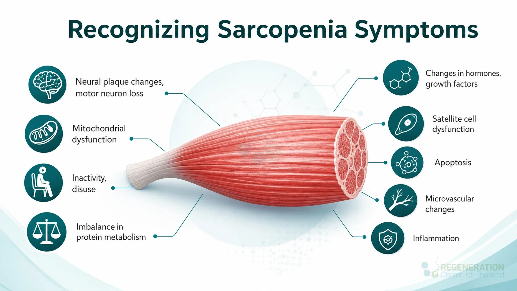 Diagram summarizing biological factors associated with sarcopenia for Sarcopenia: Causes, Symptoms & Stem Cell Regeneration Therapy.