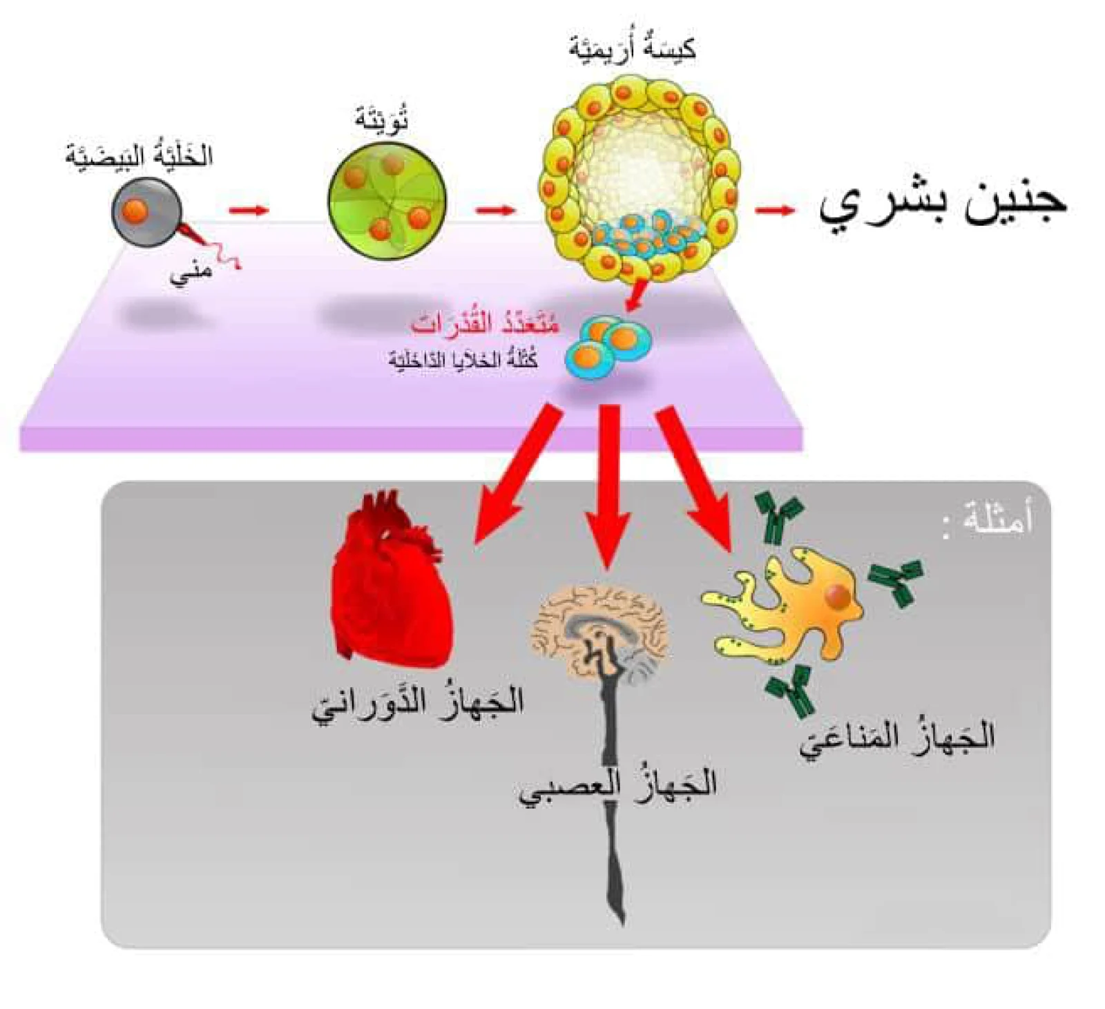 رسم يوضح تكوّن الخلايا الجذعية الجنينية وتمايزها إلى خلايا الجهاز الدوري والعصبي والمناعي