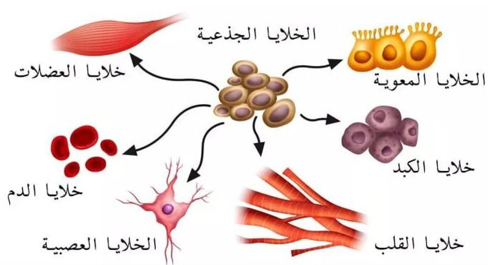 رسم يوضح تمايز الخلايا الجذعية إلى خلايا الدم والأعصاب والقلب والكبد والعضلات والأمعاء
