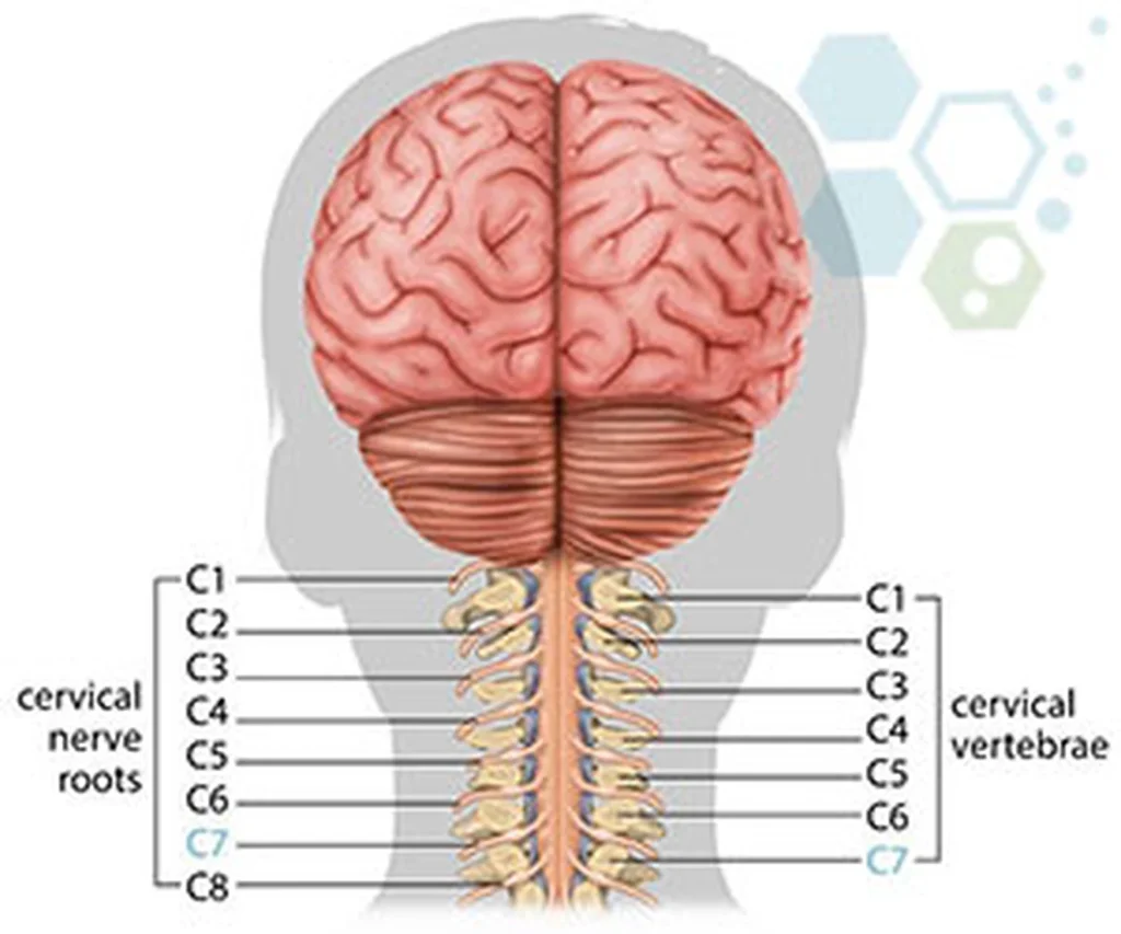 Stem cell treatment for cervical spinal cord injury