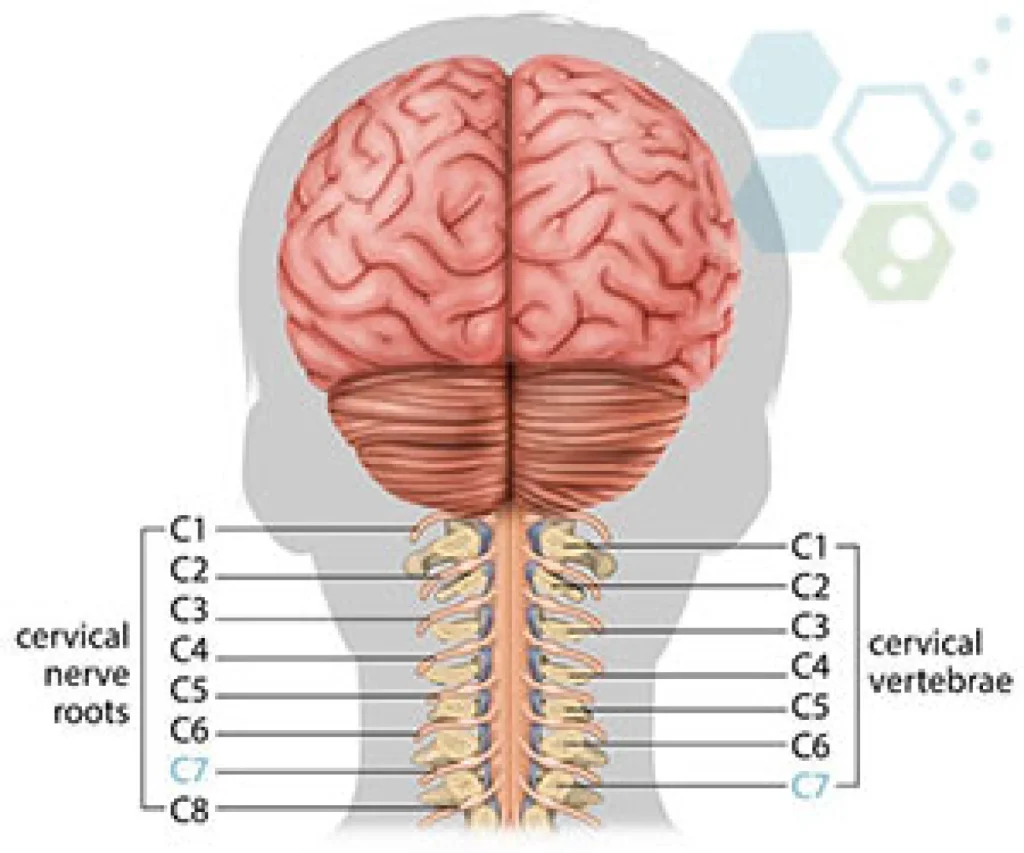 Stem cell treatment for cervical spinal cord injury