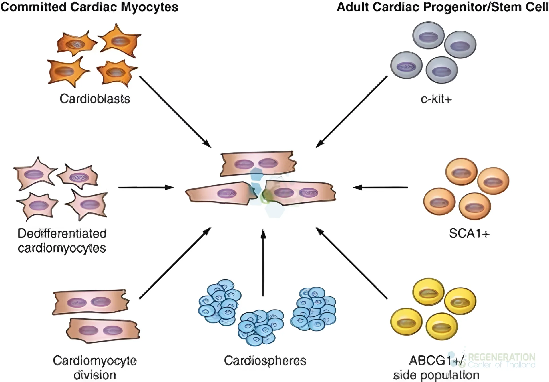 Diagram of cardiac cell types contributing to cardiomyocyte repair, including progenitor cells and cardiospheres