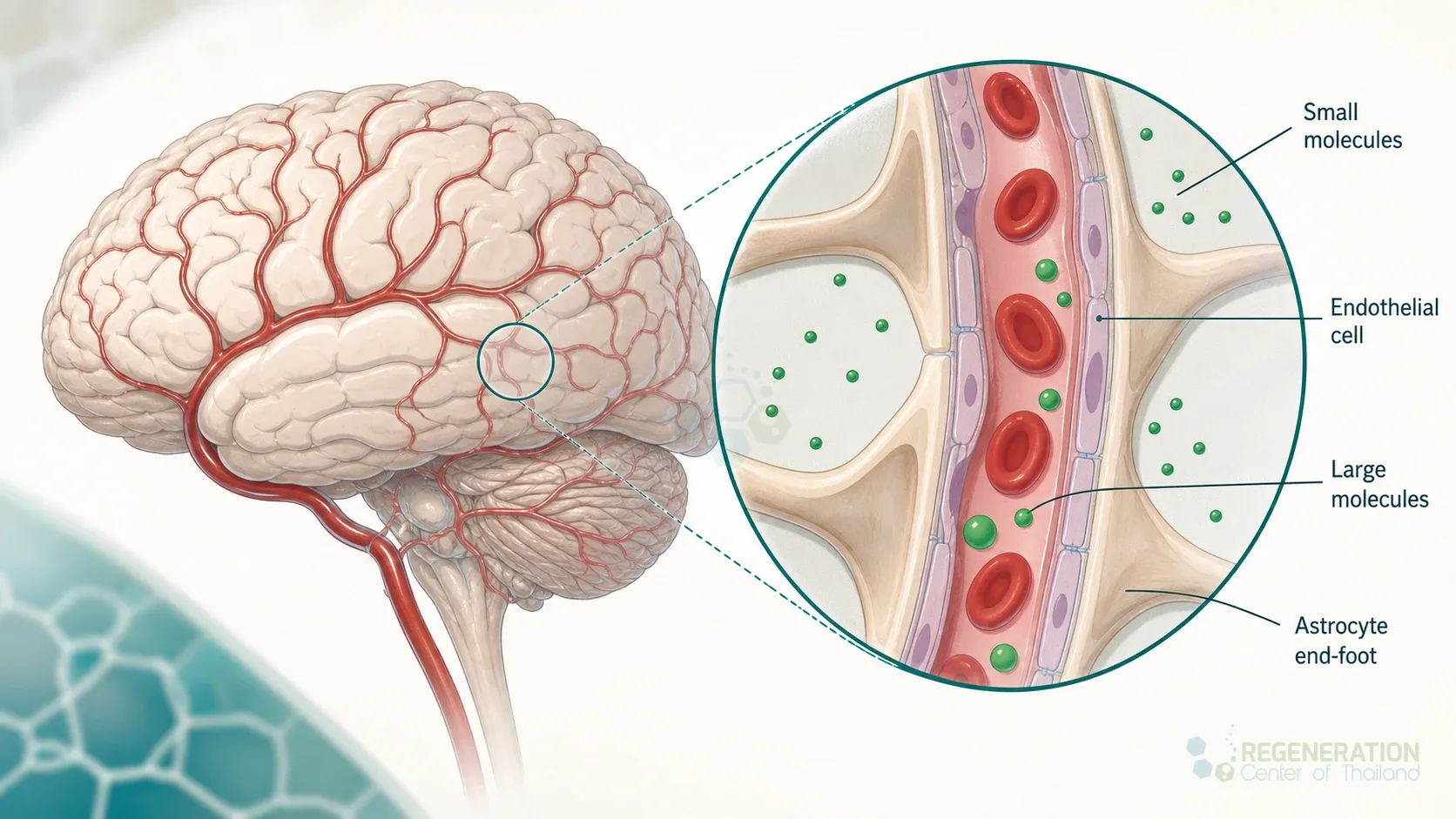 Diagram showing how small and large molecules interact with the blood brain barrier for Stem Cell Therapy for Progressive Supranuclear Palsy – PSP