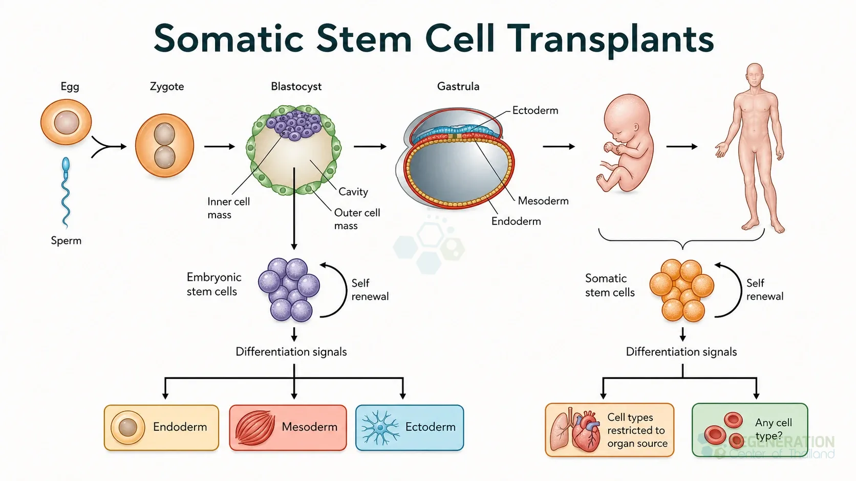 Embryonic and somatic stem-cell development pathways, unverified draft for editorial review