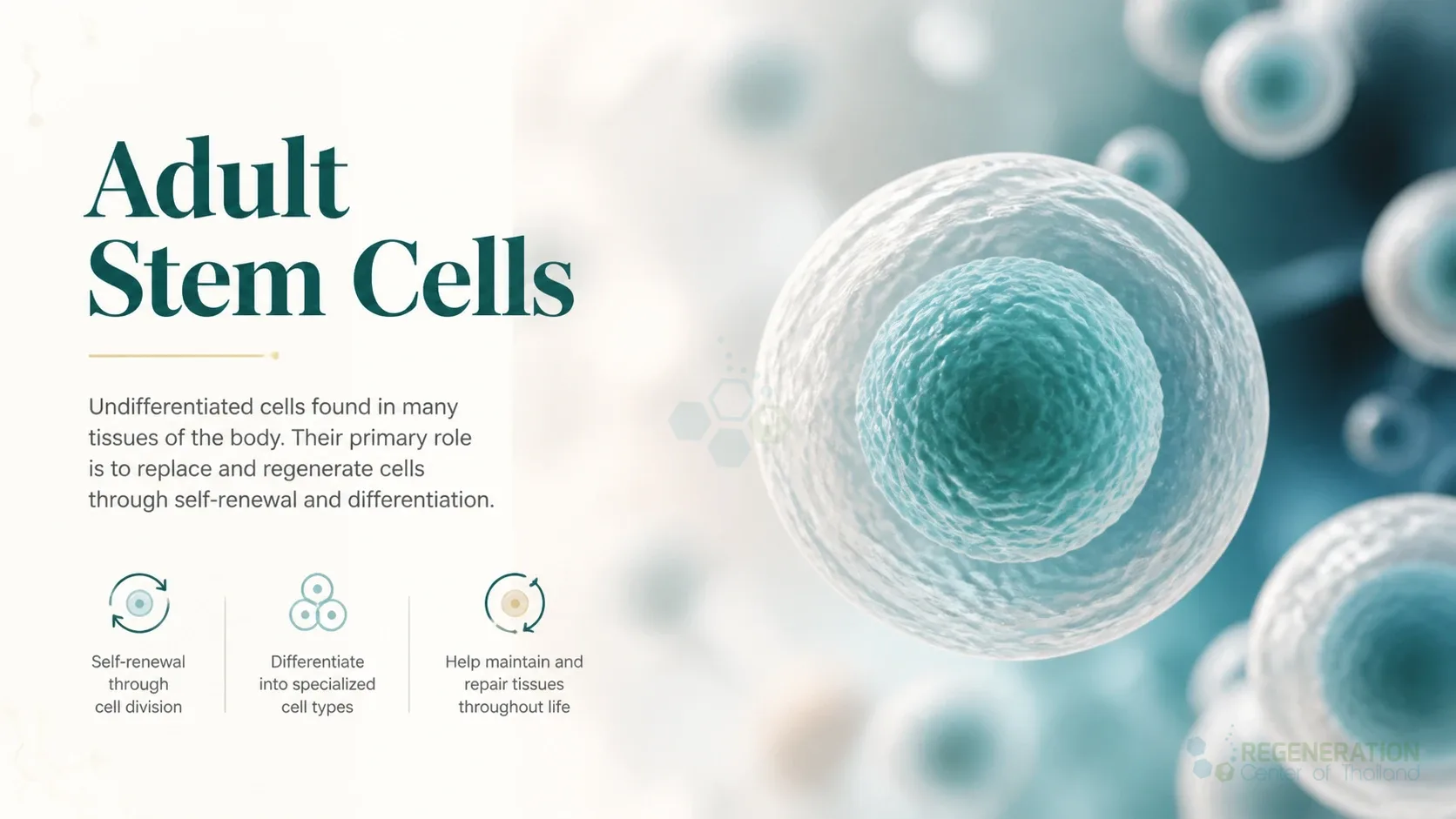 stemcells for Adult Stem Cells.