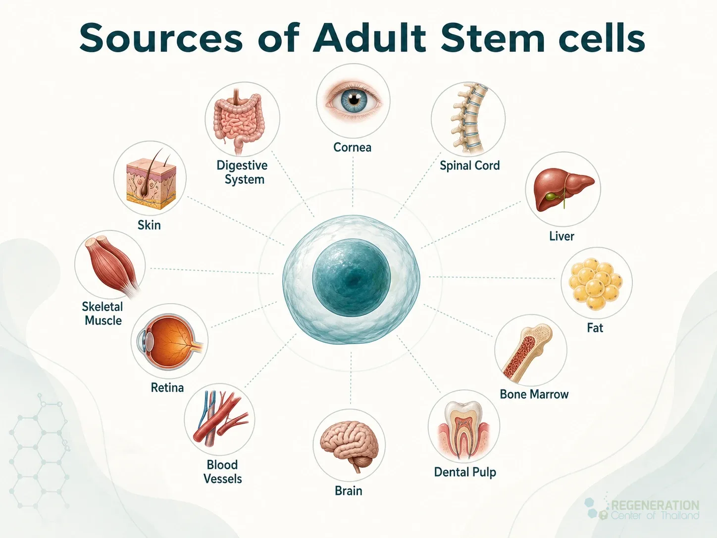 Sources of adult stem cells, unverified draft for editorial review