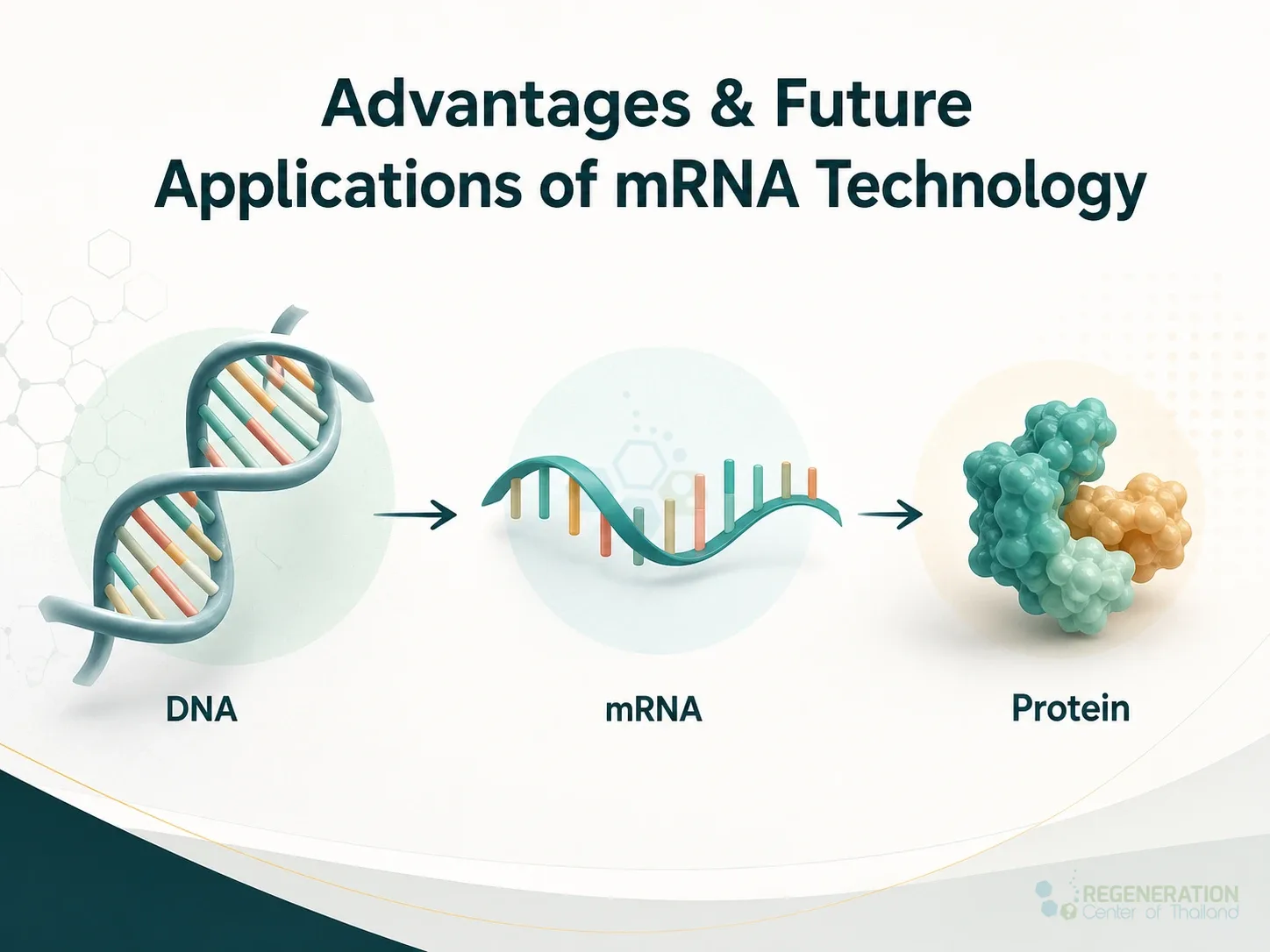 Diagram showing genetic information flowing from DNA to mRNA to protein for Advantages & Future Applications of mRNA Technology.
