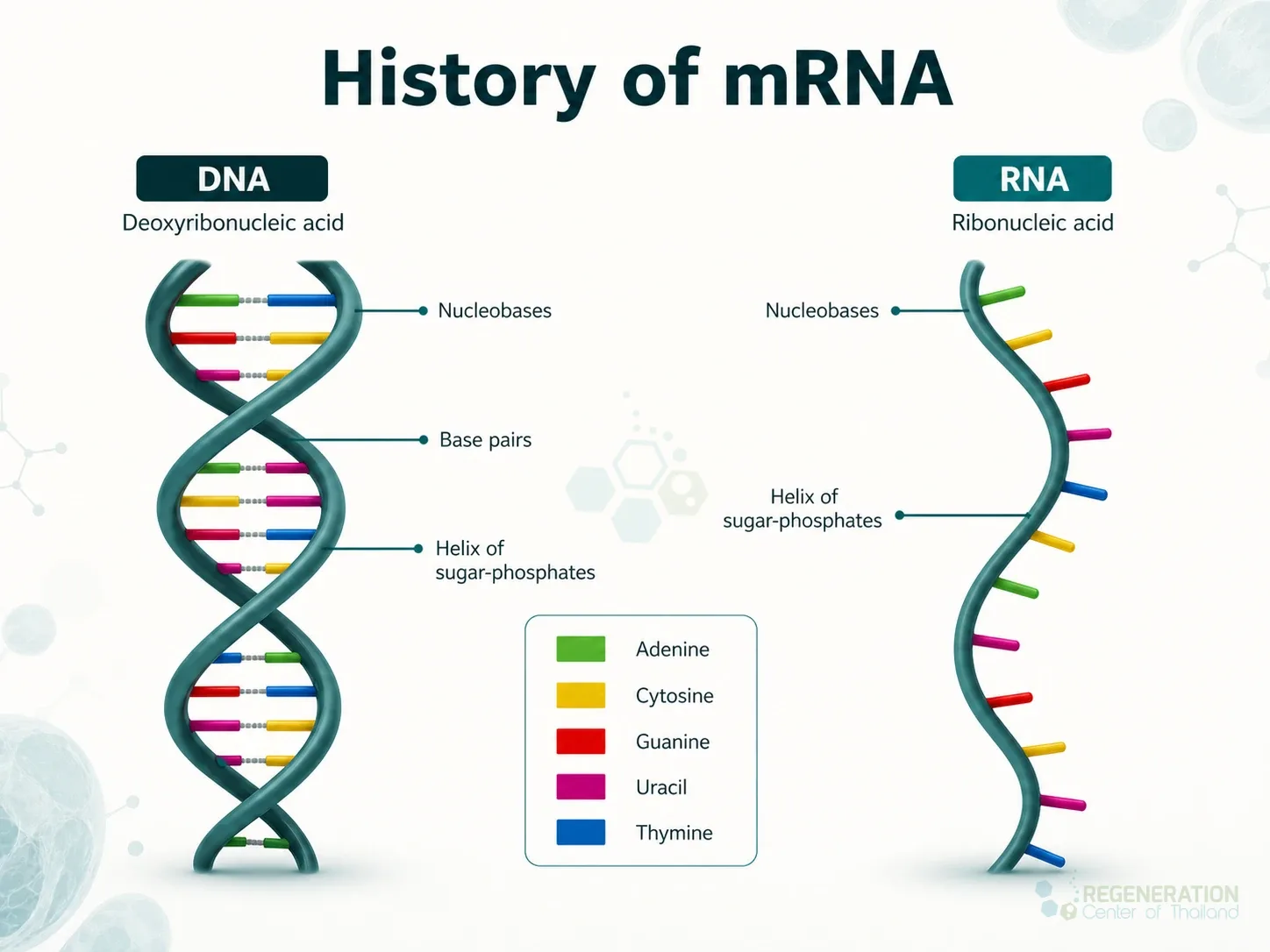 Diagram comparing DNA and RNA structure, bases and sugar backbones for Advantages & Future Applications of mRNA Technology.
