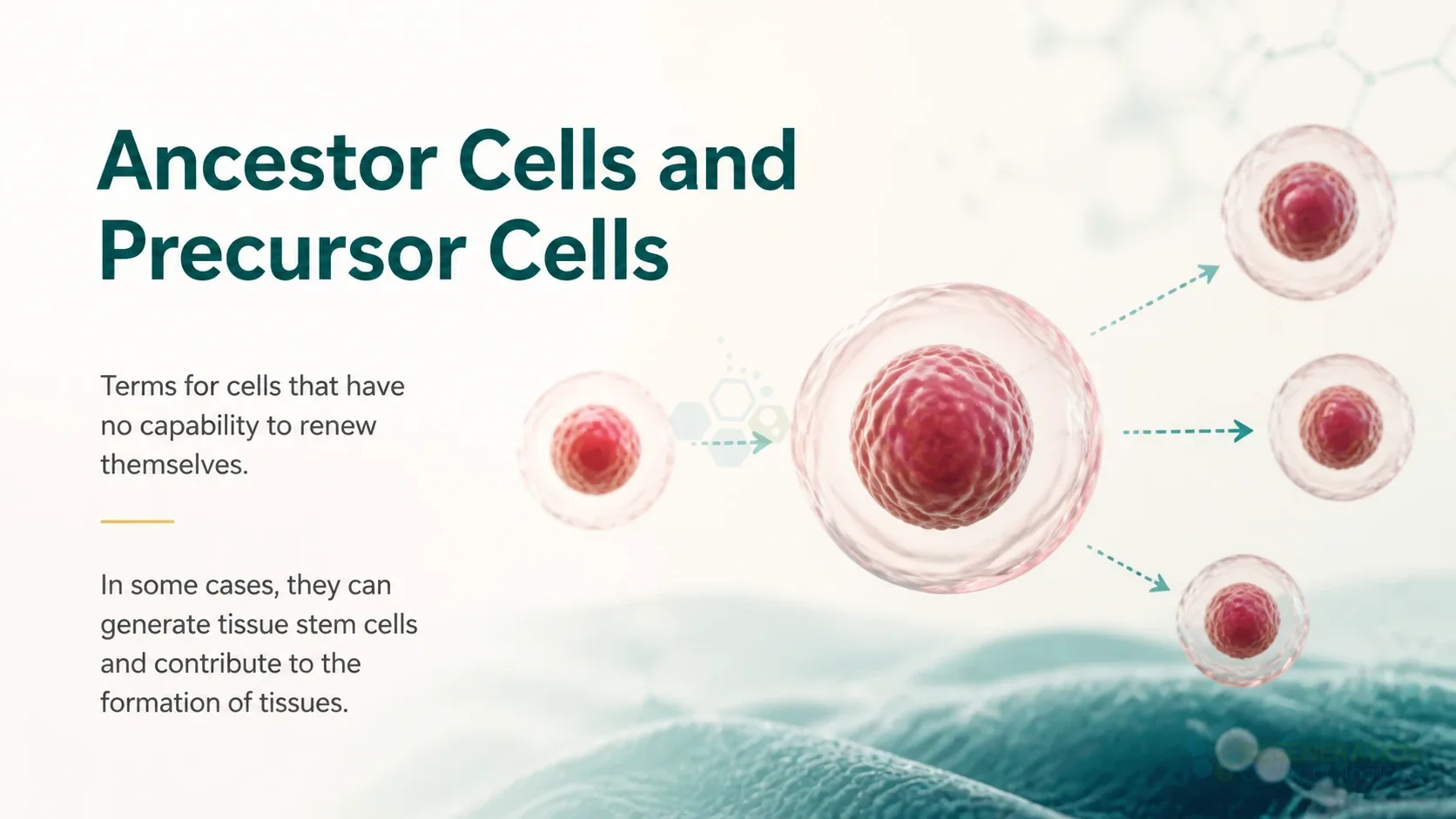 heart cells for Ancestor Cells and Precursor Cells.